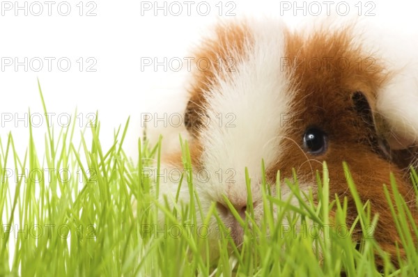 Guinea pig isolated on the white background
