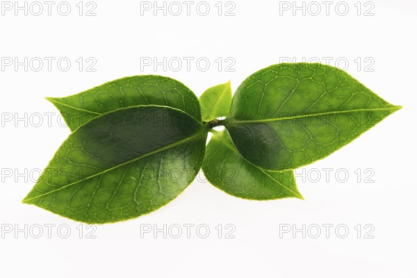 Green tea leaf isolated on white background