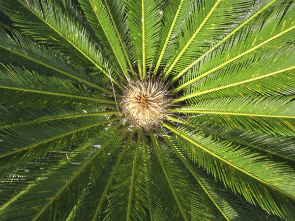 Cycas palm