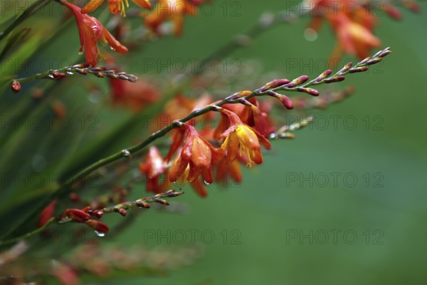 Panicle Montbretia, Crocosmia paniculata, Aunt-Eliza