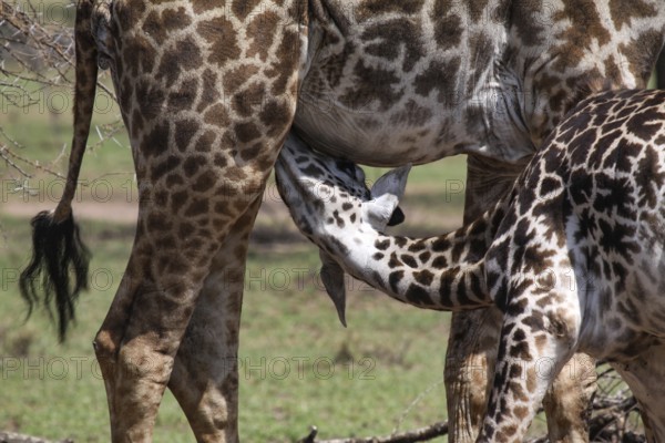 Baby giraffe being suckled by its mother