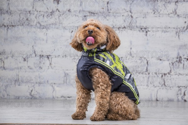 Small funny dog of brown colour with curly hair of toy poodle breed posing in clothes for dogs. Subject accessories and fashionable outfits for pets. Stylish overalls, suit for cold weather for animal