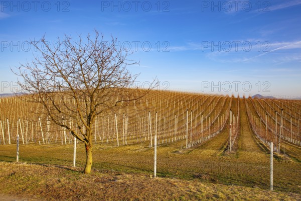 Apple Orchard Rows in spring. Fruit trees over bright blue sky. Apple orchard park by dawn early light with first sun rays
