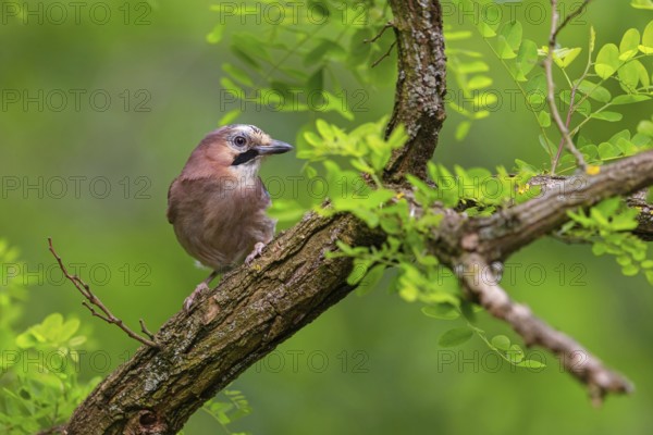 Jay, European Jay, Jay, eurasian jay (Garrulus glandarius), Geai des chênes, Arrendajo Común, Arrendajo, on perch, summer, Ormoz area, Ormoz, Podravska, Slovenia, Europe