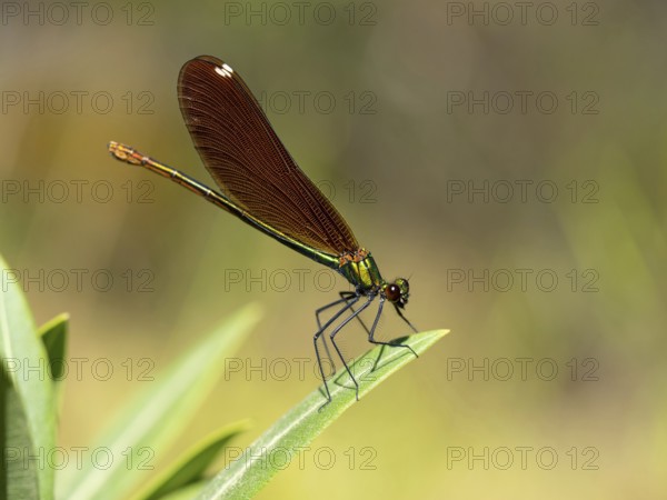Dragonfly, Dragonfly, Dragonfly, Greece, Lesbos Island, (Crocothemis erythraea), Lesbos, Lesbos Island, Greece, Europe