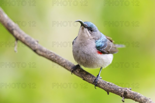 Double-banded Sunbird, Sunbirds, (Cinnyris afer), Garden Route National Park, Wil, Wilderness, Western Cape, South Africa, Africa