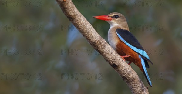 Grey-headed Kingfisher, Grey-headed Kingfisher, Tendaba camp Tendaba photo hid, Kwinella, South Bank, Gambia, Africa