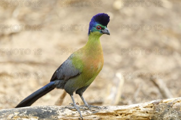Purple-crested Turaco, Violet-crested Turaco, (Gallirex porphyreolophus), Musophaga porphyreolopha, Tauraco porphyreolophus, Turaco crestimorado, Mkuze Game Reserve, Mkuze, KwaZulu-Natal, South Africa, Africa