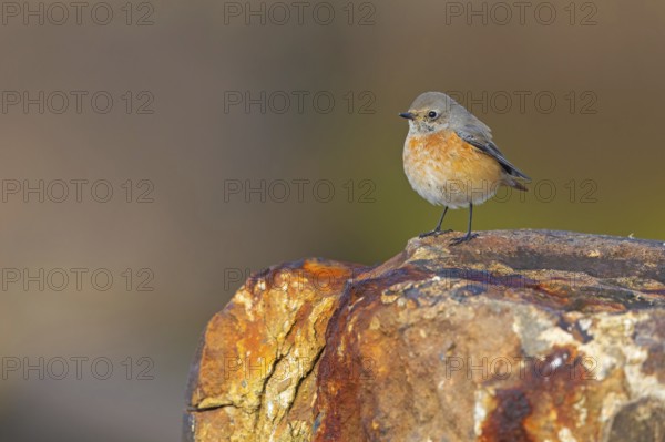 Common Redstart, Redstart, (Phoenicurus phoenicurus), Flycatcher, Mannheim, Baden-Württemberg, Germany, Europe