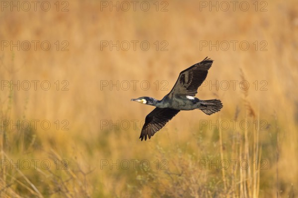 Great cormorant (Phalacrocorax carbo), Grand Cormoran, Cormor-n Grande, flight photo, Wagbachniederung, Baden-W¸rttemberg, Germany, Europe