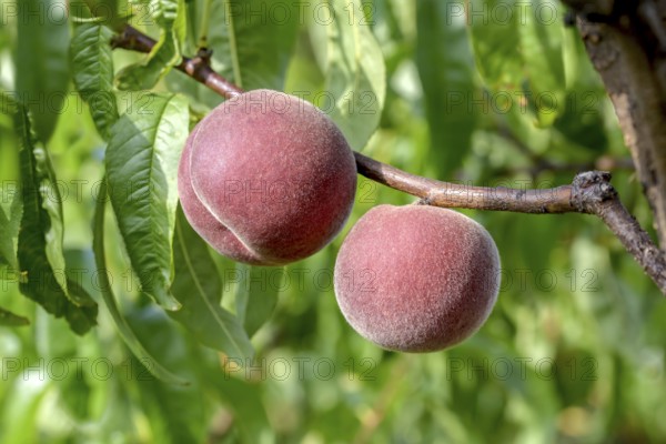 Peach (Prunus persica 'Spring Lady'), Baum- und Rebschule Schreiber KG, Poysdorf, Lower Austria, Austria, Europe