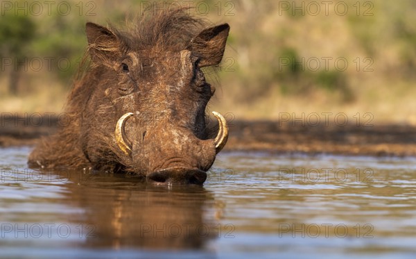 Ware pig, (Phacochoerus africanus) takes a dip in the water, Zimanga, South Africa, Africa