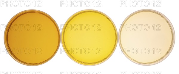 Sampler of pure maple syrup (golden, amber and gold) - three small glass bottles on a ceramic isolated bowl (Petri dishes), to view