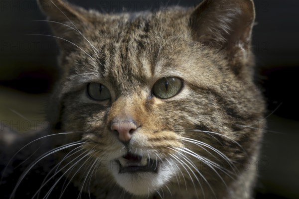 European wildcat (Felis silvestris)