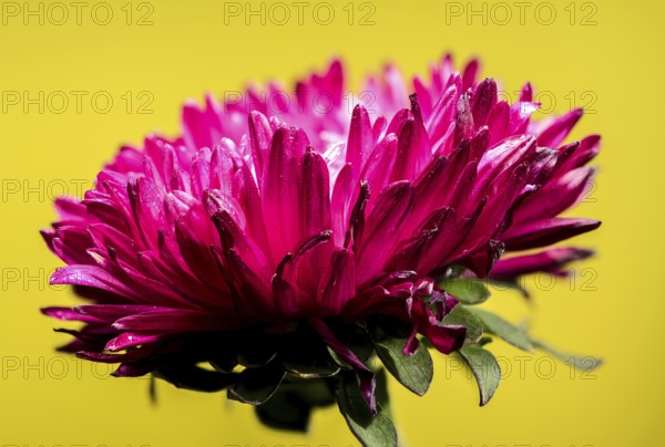 Beautiful blooming red aster Lady Coral on a yellow background. Flower head close-up, Odessa, Ukraine, Europe