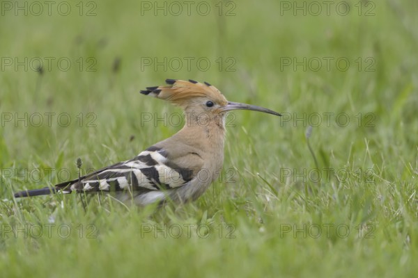 Hoopoe (Upupa epops)