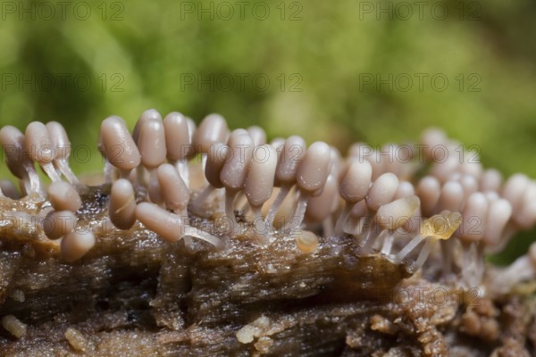 Brick red slime mould (Arcyria denudata)