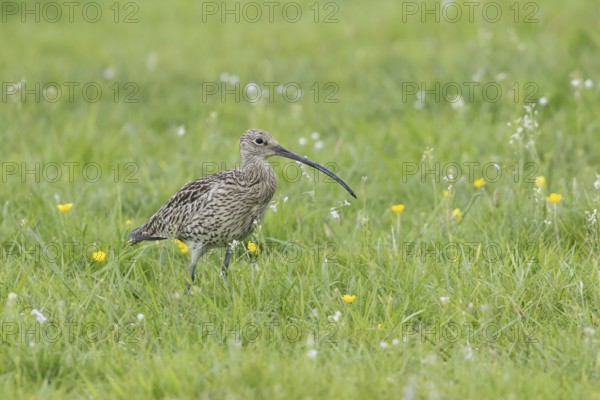 Eurasian curlew (Numenius arquata)