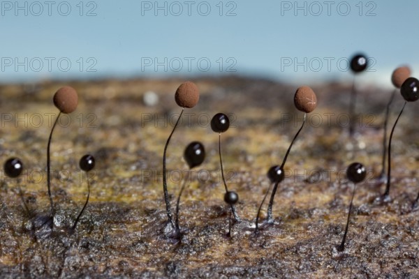 Slate grey filamentous globule (Comatricha nigra)