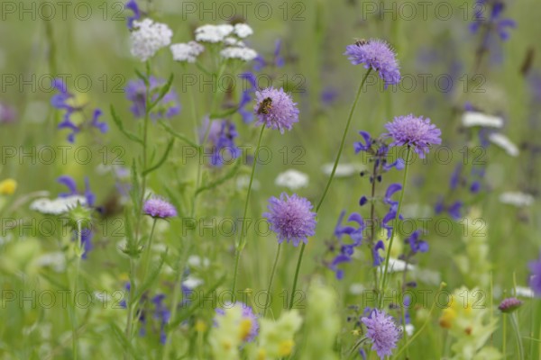 Flower meadow in the Swabian-Franconian Forest nature park Park, spring, June, scabiosa, viper's bugloss, meadow sage, yarrow, furrow bee, Michelfeld, Hohenlohe, D