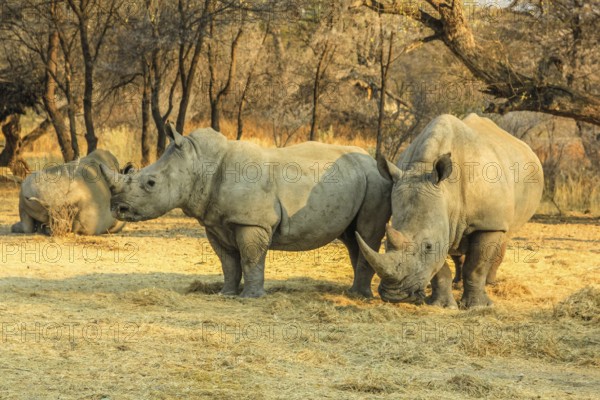 White rhinos, mom with baby, eat grass from the ground. Omaruru reserve, Namibia Africa