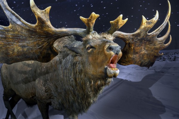 The Ice Age Moose, exhibition Ice Age Safari Allgäu in the Marstall, Kempten, Allgäu. Bavaria, Germany, Europe