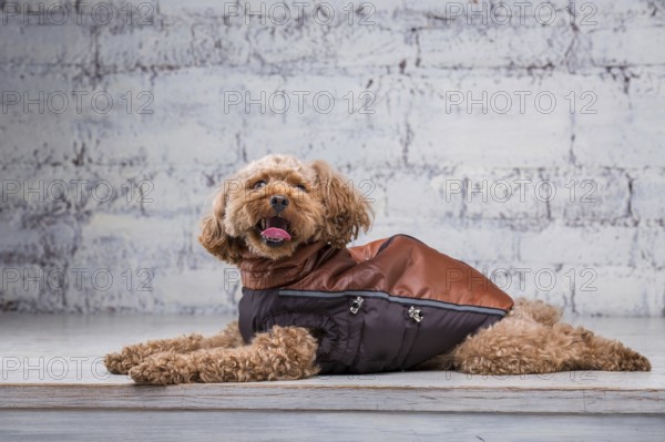 Small funny dog of brown colour with curly hair of toy poodle breed posing in clothes for dogs. Subject accessories and fashionable outfits for pets. Stylish overalls, suit for cold weather for animal