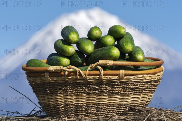 Wicker basket with freshly picked organic cucumbers on background of volcano cone and blue sky. Summer and freshly healthy eco vegetables on agricultural farm in sunny weather