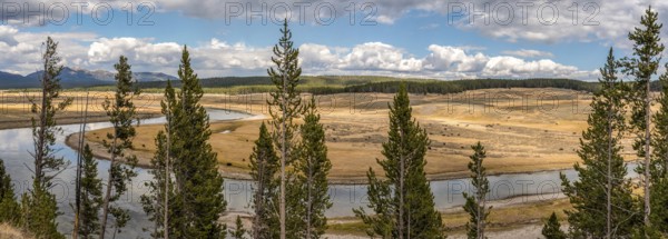 A buffalo herd grazing in the Hayden valley of Yellowstone NP, USA, North America