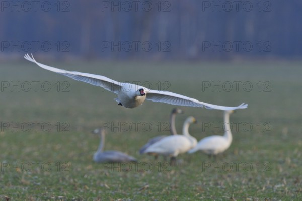 Mute Swan in flight and whooper swans in a meadow