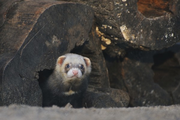 European polecat, Mustela putorius, Western polecat, European polecat, Putois