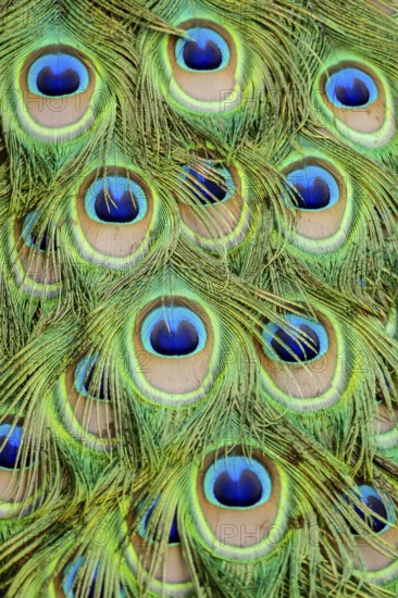 Peacock feather on black background, in Lisbon Capital City of Portugal