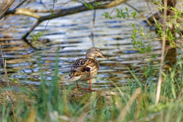 A mallard (Anas platyrhynchos) sitting on a tree trunk by the water, surrounded by green vegetation and reflections, Wismar, Mecklenburg-Western Pomerania, Germany, Europe