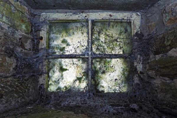 Window with cobwebs
