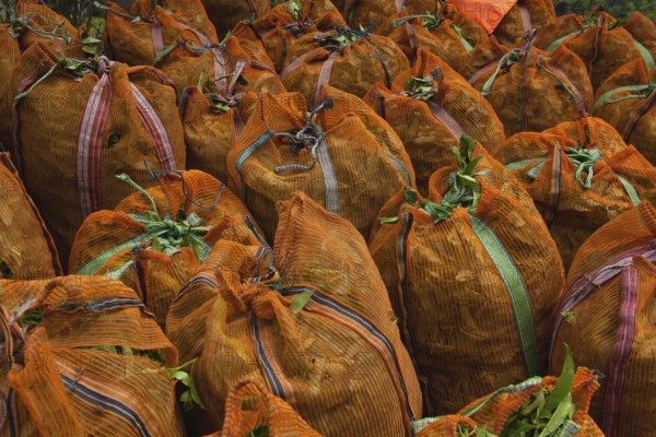 The green tea leaves in sacks on Nuwara Eliya plantation, Sri Lanka. Nuwara Eliya is the most important place for tea plantation and production in Sri Lanka