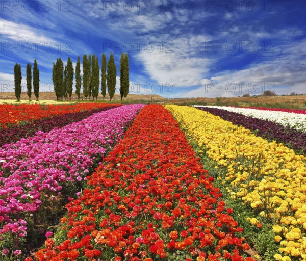 Field of multi-colored decorative buttercups Ranunculus Bloomingdale. Flowers planted with broad bands of bright colors - red, yellow and pink. On the horizon is growing cypress alley