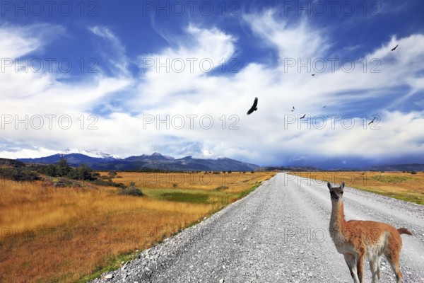 Above the dirt road on the pampa Andean condor soars. Curious llama watching the road. On the horizon are seen snow-capped mountains