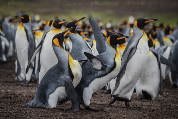 King penguins (Aptenodytes patagonicus), fighting over breeding partners during courtship, Volunteer Point, Falkland Islands, Great Britain, South Atlantic, South America