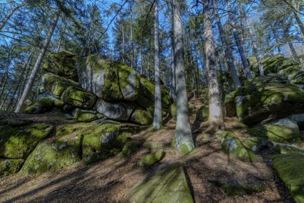 Moss-covered rocks and tall trees in a dense forest in shady light, Höllbachtal, Upper Palatinate