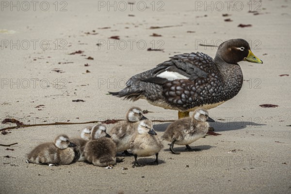 Falkland Steamer Duck (Tachyeres brachydactyla), female with chicks, Pebble Island, Falkland Islands, Great Britain, South Atlantic, South America