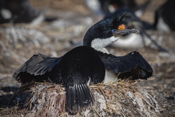 Blue-eyed Cormorant (Phalacrocorax atriceps) on its nest, also Imperial shag, Bleaker Island, Falkland Islands, Great Britain, South Atlantic, South America