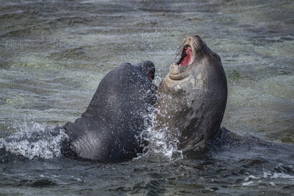 Young male Southern elephant seals (Mirounga leonina) playfully fighting in shallow water, Bleaker Island, Falkland Islands, Great Britain, South Atlantic Ocean, South America