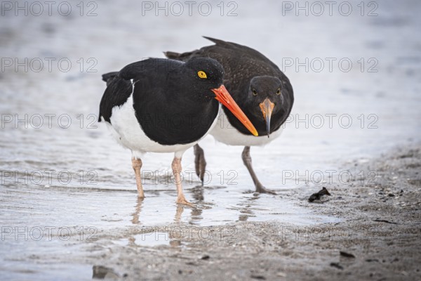 Magellanic Oystercatcher (Haematopus leucopodus), adult and juvenile, Bleaker Island, Falkland Islands Great Britain, South Atlantic