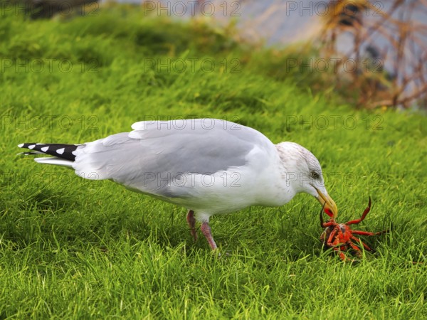 Seagull (Larinae) eating a crab, blurred background, Brouwersdam, province of South Holland, Netherlands