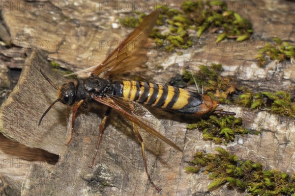 Giant wood wasp with open wings sitting on tree trunk looking left