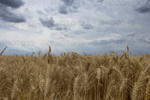 Storm clouds over wheat field