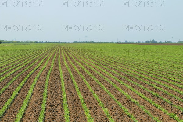 Green soybean field, Rows of young green soybeans. Agricultural landscape