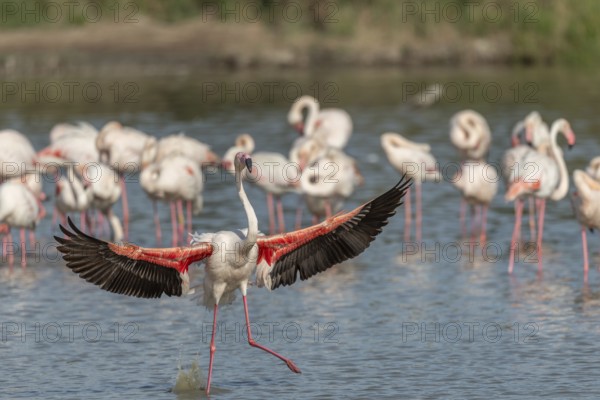 Greater Flamingos (Phoenicopterus roseus) landing in a swamp. Saintes Maries de la Mer, Parc naturel regional de Camargue, Arles, Bouches du Rhone, Provence Alpes Cote d'Azur, France, Europe