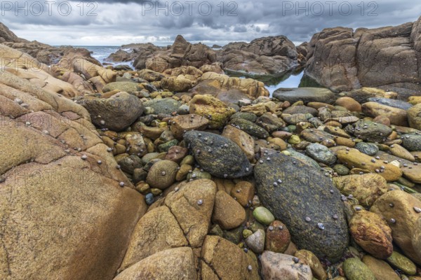 Rocks covered with shells on the Atlantic coast. Sables d'Olonne, Vendee France