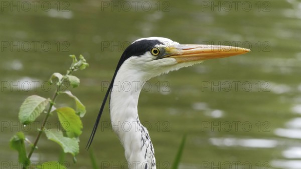Close-up of the head of a grey heron, heron